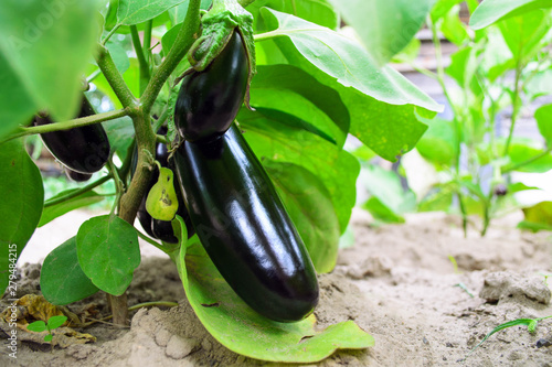 Ripe eggplant in the garden. Fresh organic eggplant. Purple eggplant grows in the soil. Eggplant culture grows in the greenhouse. Ripe purple aubergine. Growing vegetables in the greenhouse.