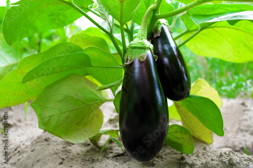 Ripe eggplant in the garden. Fresh organic eggplant. Purple eggplant grows in the soil. Eggplant culture grows in the greenhouse. Ripe purple aubergine. Growing vegetables in the greenhouse.