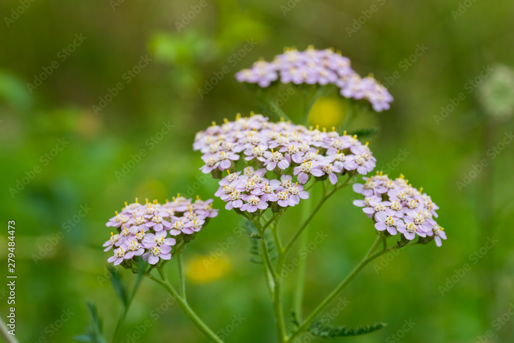 Outdoor nature plant garden Outdoor nature plant garden