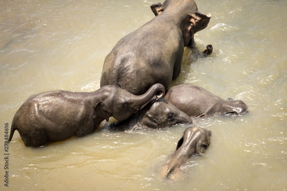 Fototapeta premium Big Asian elephants relaxing, bathing and crossing tropical river. Amazing animals in wild nature of Sri Lanka