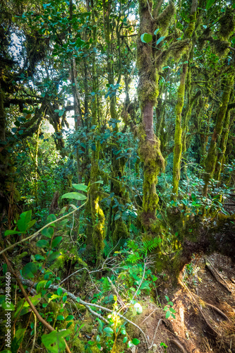 Lush vegetation of tropical rainforest