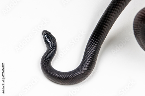black king snake