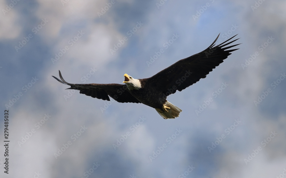Naklejka premium bald eagle flying in the sky