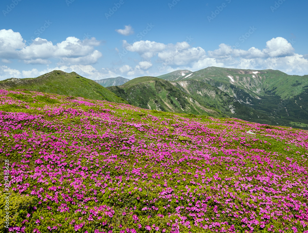Blossoming slopes (rhododendron flowers ) of Carpathians. Blossoming slopes (rhododendron flowers ) of Carpathians.