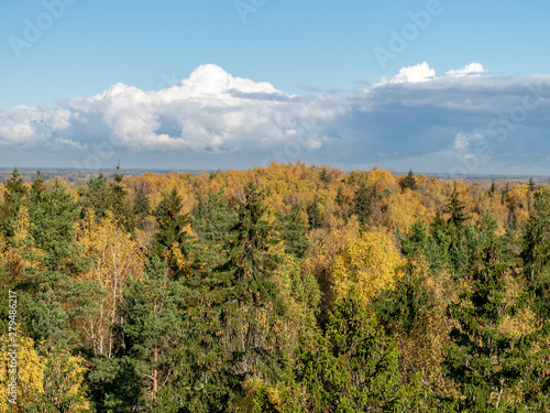 autumn-colored trees in the middle of the field