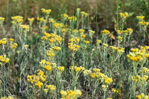 Fototapeta Naklejka Na Ścianę i Meble -  Helichrysum arenarium, dwarf everlast, immortelle yellow flowers