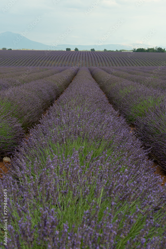 Lavendel