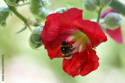 red flower with bumblbee