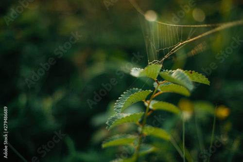 Beautiful wildflowers and herbs with spider web in sunny meadow at sunset in mountains. Gathering herbs in mountains, natural floral wallpaper. Copy space