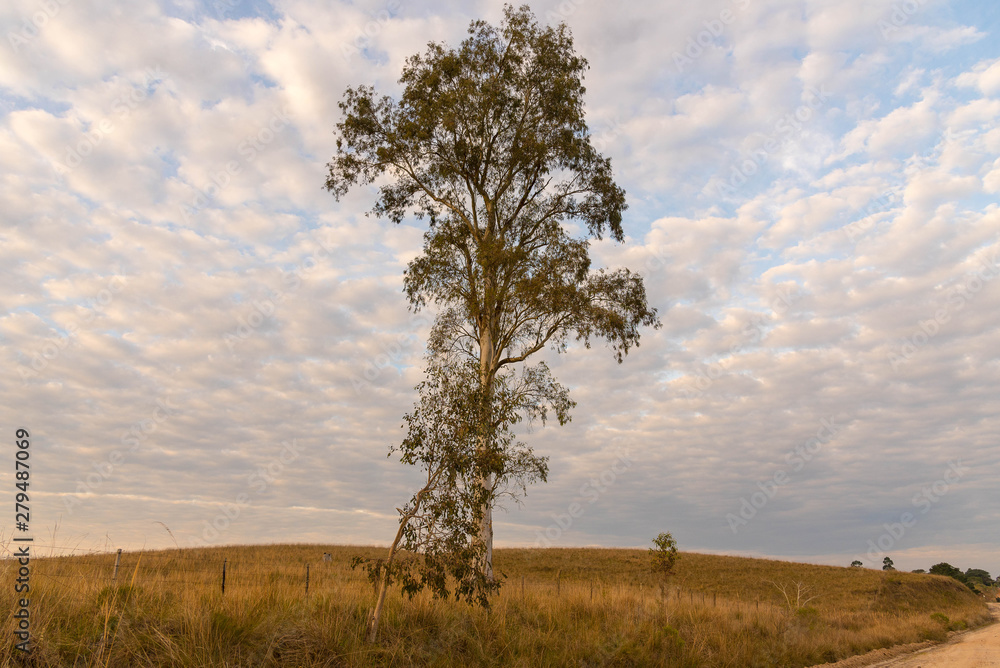 Eucalyptus and Sunrise with clouds 01