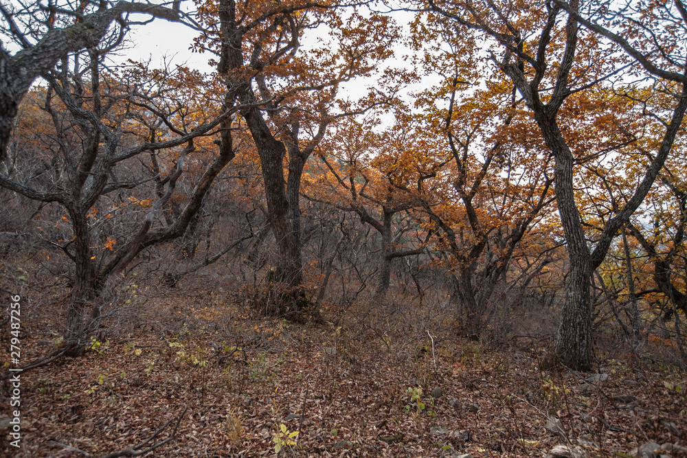 Obraz premium 자연풍경-가을산,나무,단풍6(울산바위)