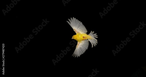 Yellow Canary, serinus canaria, Adult in flight against Black Background, Slow Motion 4K photo
