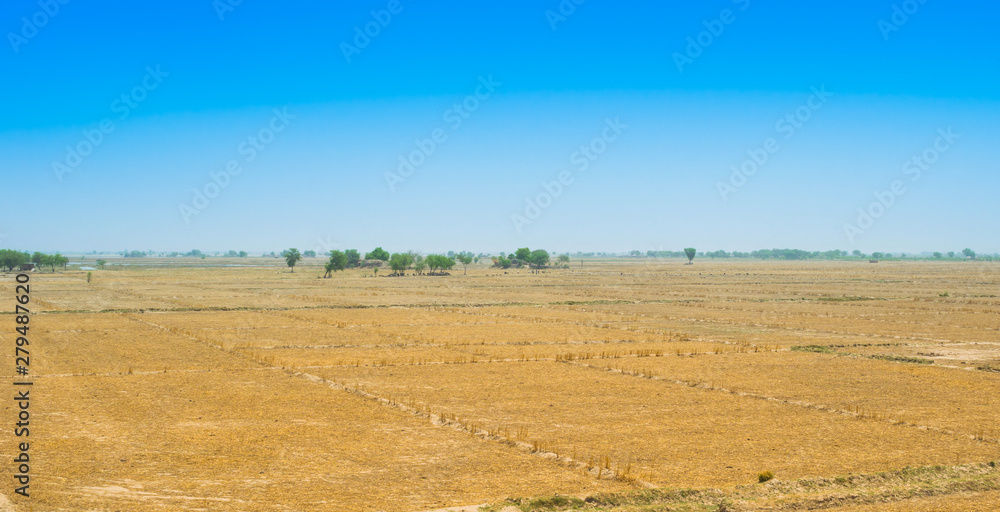 view of wheat field after harvest in rahim yar khan,pakistan.