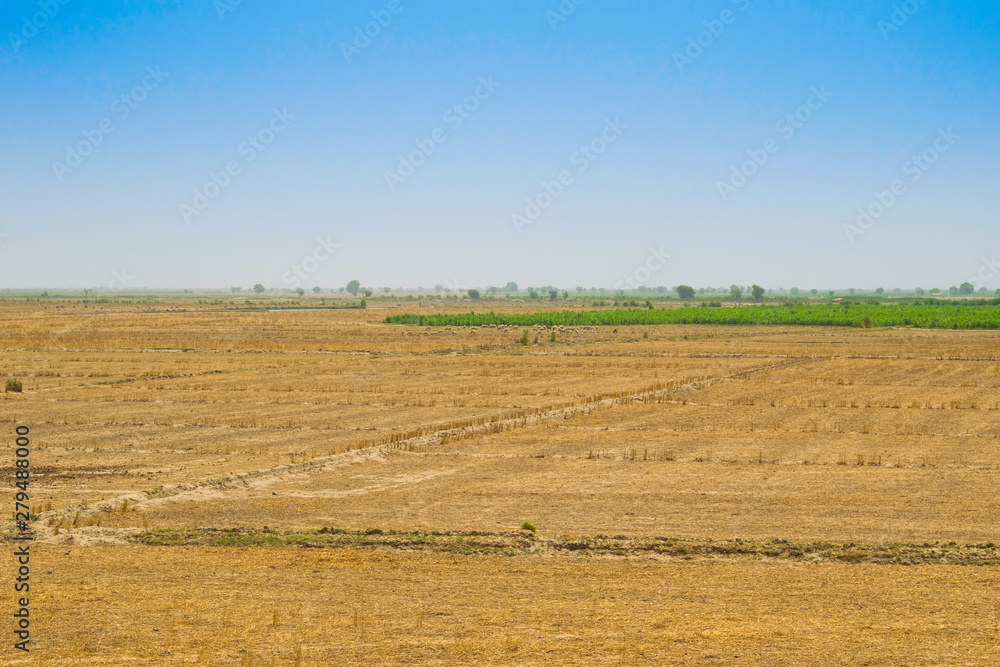 view of wheat field after harvest in rahim yar khan,pakistan.