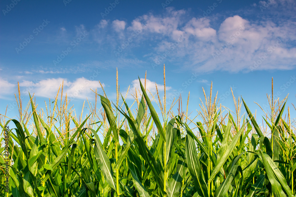 Obraz premium summer landscape corn field against blue sky and clouds