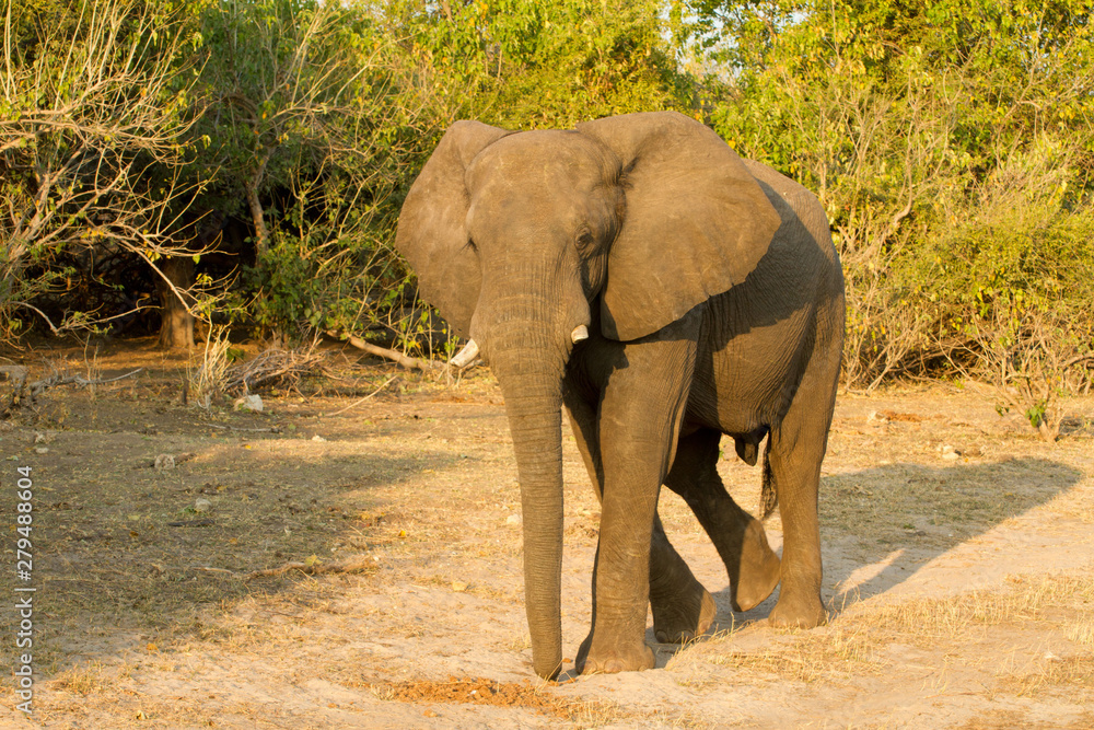 Fototapeta premium elephant walking in AFrican landscape