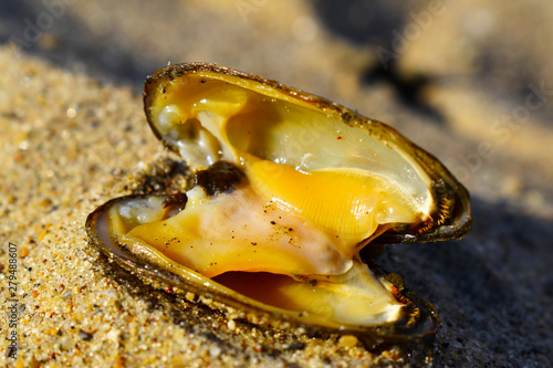 opened mussel on the beach