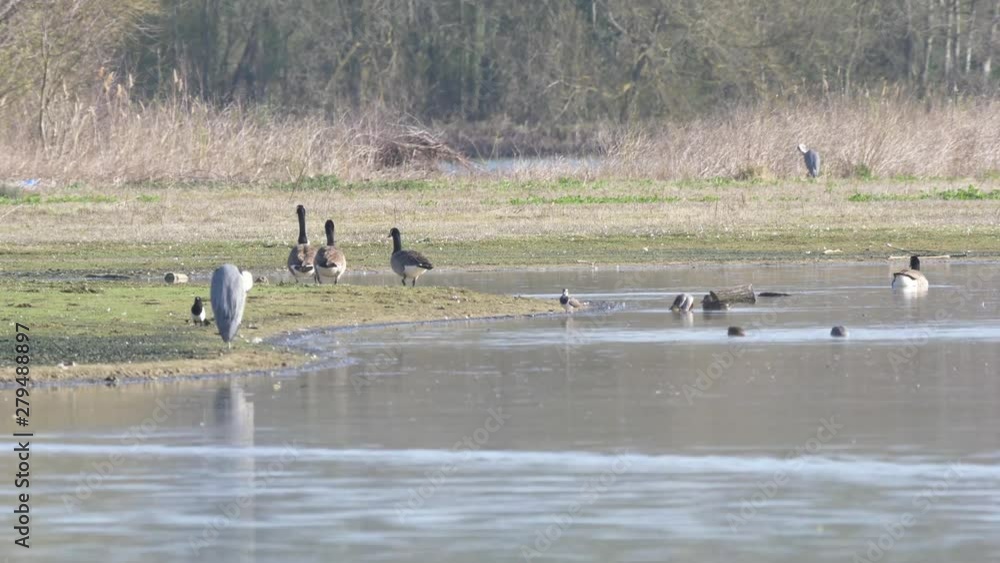 Wild birds congregating at nature reserve in south east England 4k 60 fps Wild birds congregating at nature reserve in south east England 4k 60 fps