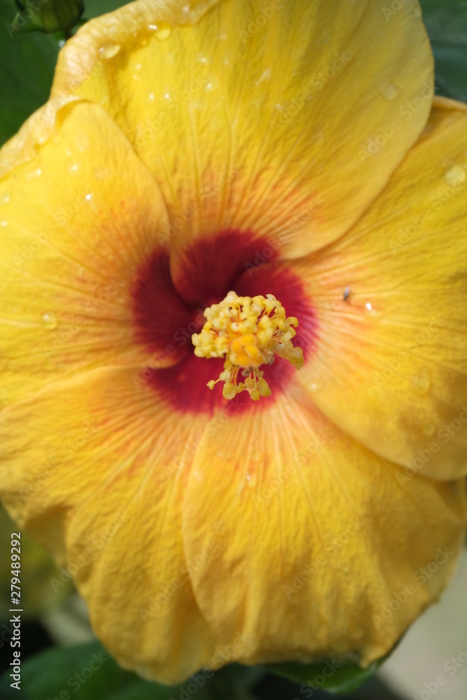 closeup of yellow flower closeup of yellow flower