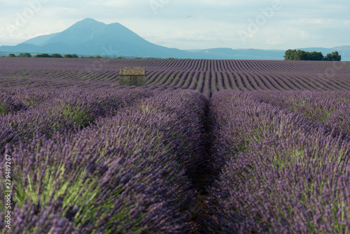 Lavendel