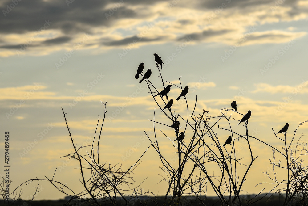 Obraz premium Silhouettes of black birds at the end of the afternoon