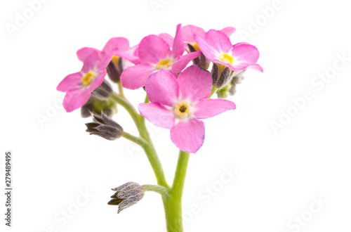 forget-me-not flower isolated