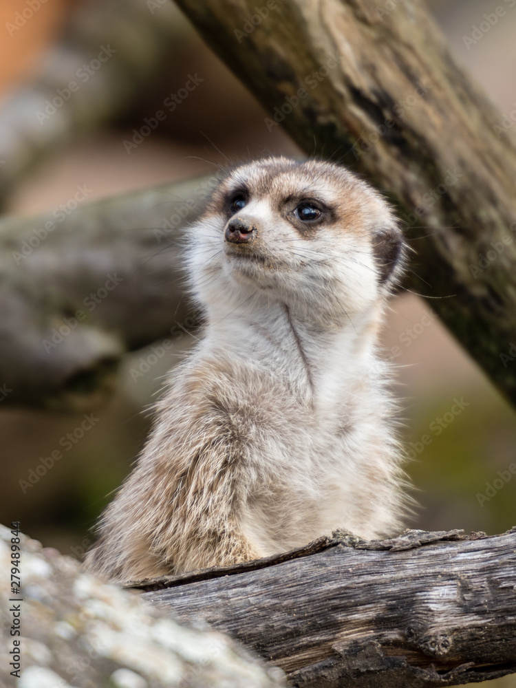 Fototapeta premium Erdmännchen Suricata suricatta