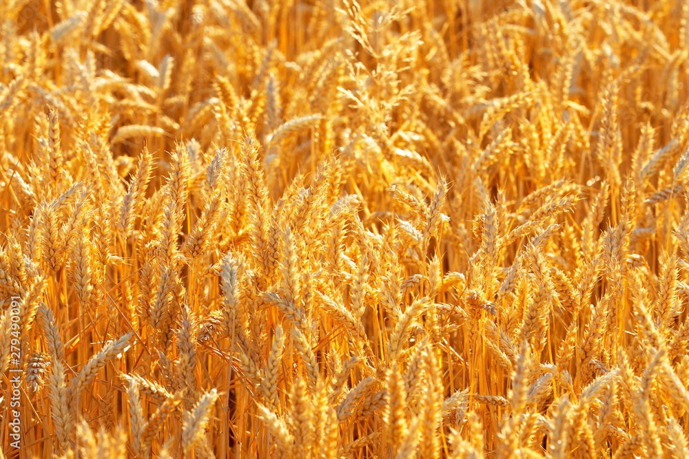 Golden wheat field, landscape. Ripening ears of wheat field, rich harvest concept. Rural scenery, sunlight Golden wheat field, landscape. Ripening ears of wheat field, rich harvest concept. Rural scenery, sunlight