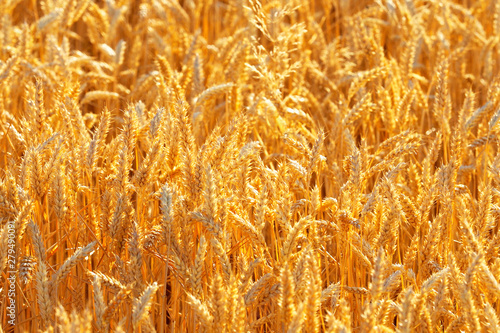 Golden wheat field  landscape. Ripening ears of wheat field  rich harvest concept. Rural scenery  sunlight