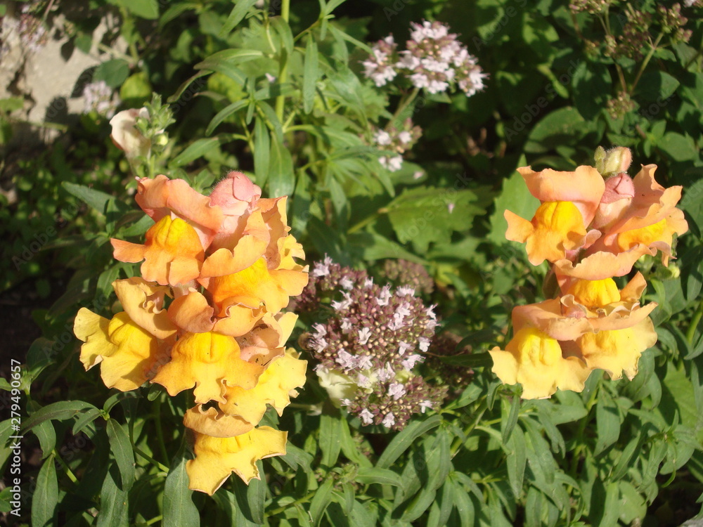 Flowers and plants Oríganum vulgare surrounded by bees. Flowers and plants Oríganum vulgare surrounded by bees.