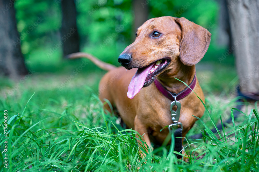 A beautiful red dachshund walks among the green trees in the forest