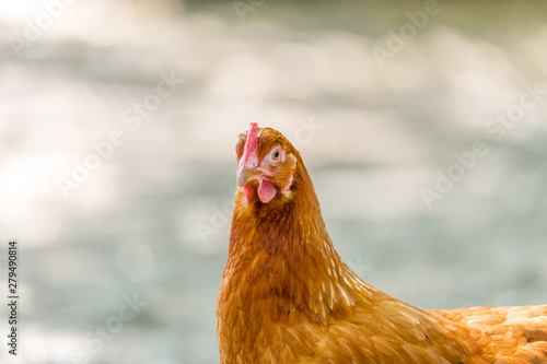 Rotes Haushuhn (gallus gallus) mit kamm 