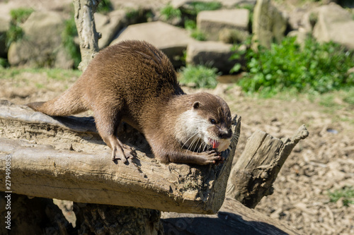 Fischotter (lutra lutra) beim Fressen und kauen mit scharfen zähnen.