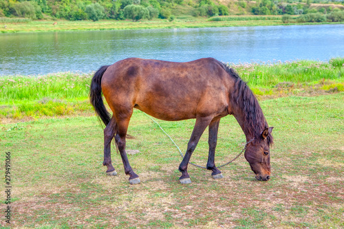 domestic brown horse grazing near river © russieseo