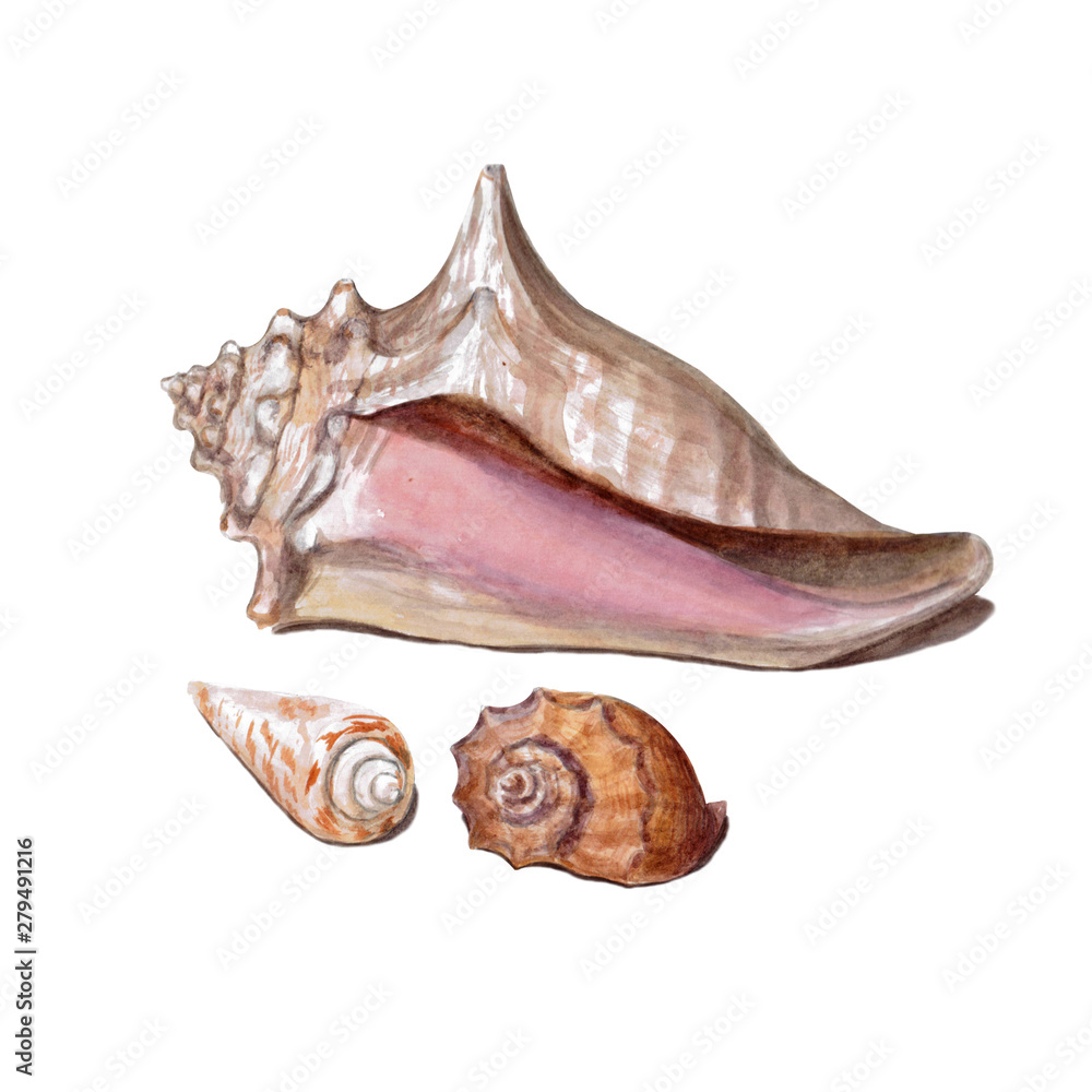 Set of different colorful seashells isolated on a white background. Beautiful watercolor illustration on the marine theme. Set of different colorful seashells isolated on a white background. Beautiful watercolor illustration on the marine theme.