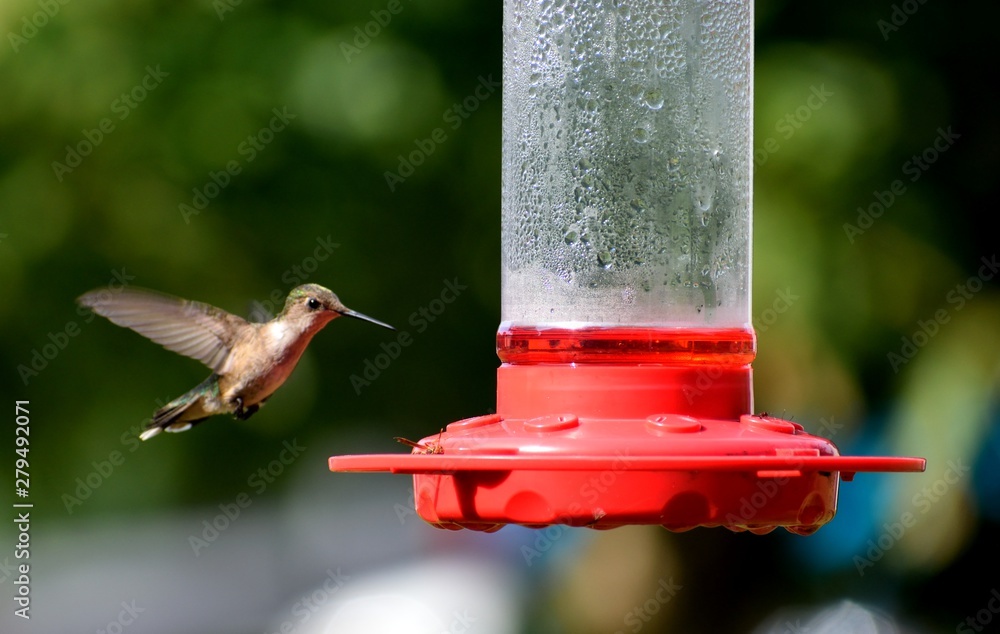 Obraz premium Hummingbirds in the wild feeding on nectar at garden area