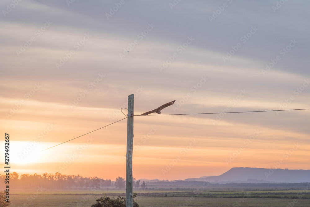 Obraz premium The Royal Hawk and the end of the afternoon 11