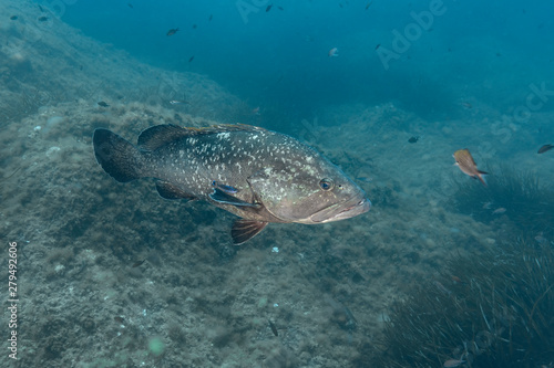 Dusky grouper  Epinephelus marginatus 