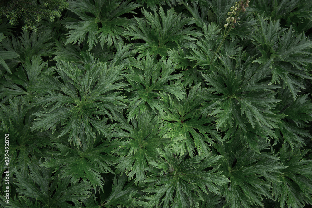 green plant background green plant background