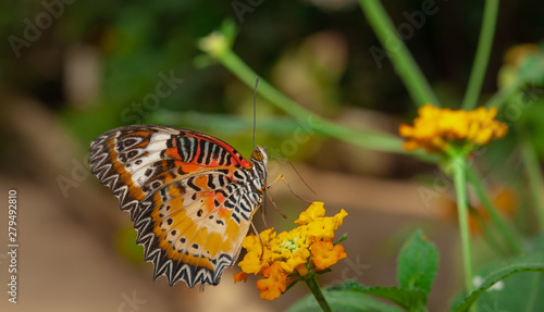 farfalla, tropicale, lepidottero, insetto, volare