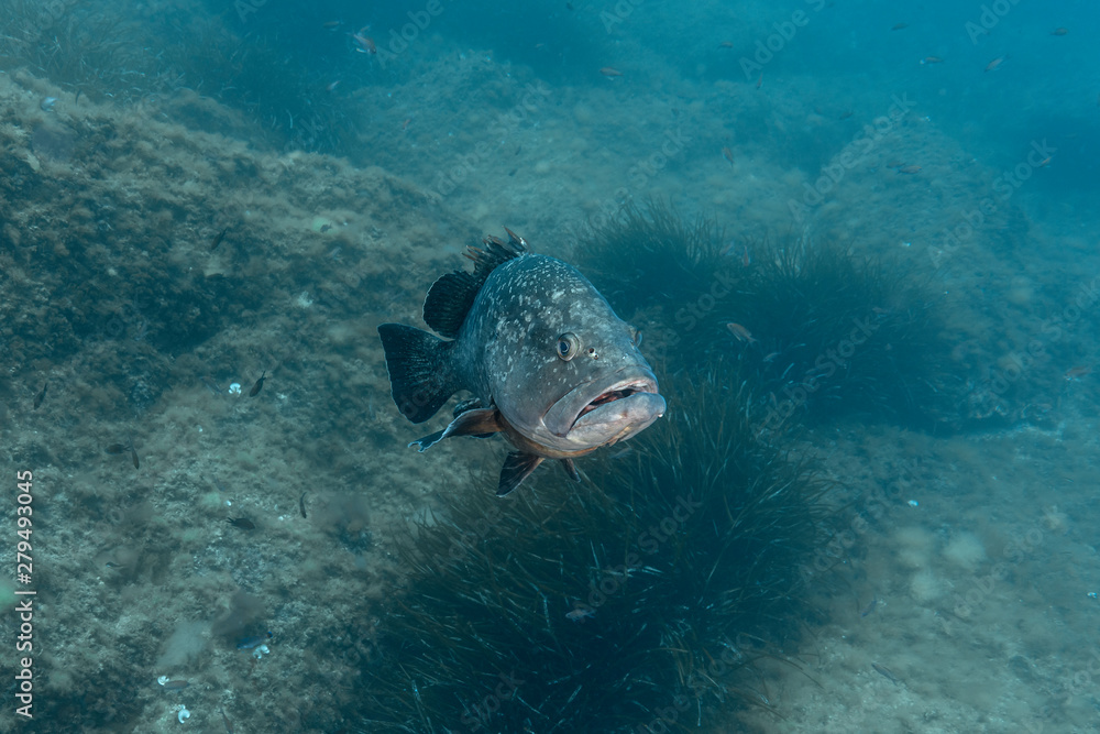Fototapeta premium Dusky grouper (Epinephelus marginatus)