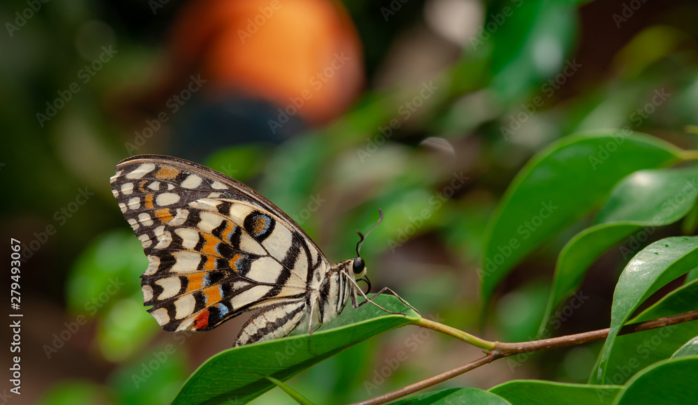 farfalla, tropicale, lepidottero, insetto, volare farfalla, tropicale, lepidottero, insetto, volare