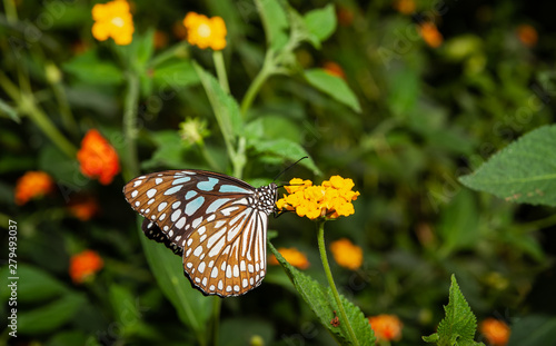 farfalla, tropicale, lepidottero, insetto, volare © Stefania Loriga