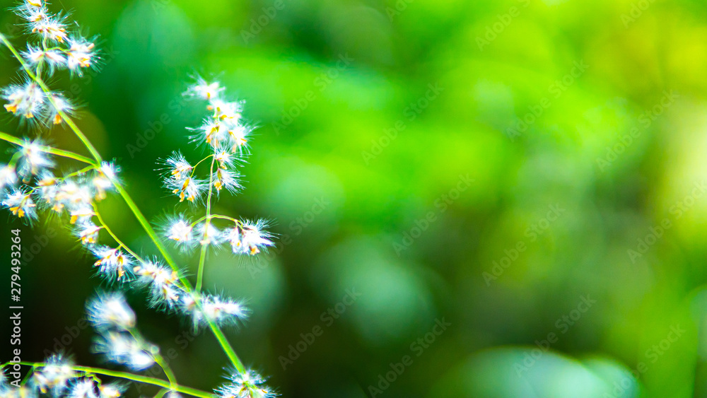 Grass flowers in the nature