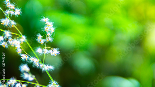 Grass flowers in the nature