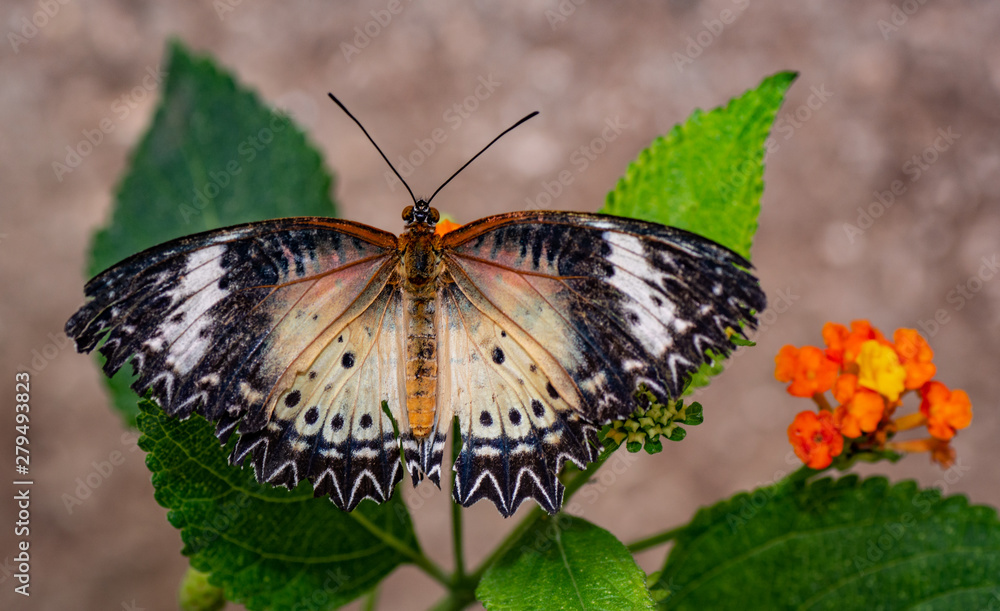 Obraz premium Farfalla, tropicale, lepidottero,