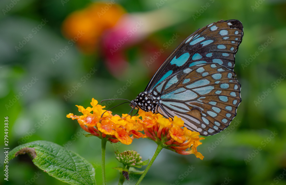 Obraz premium Farfalla, tropicale, lepidottero, 