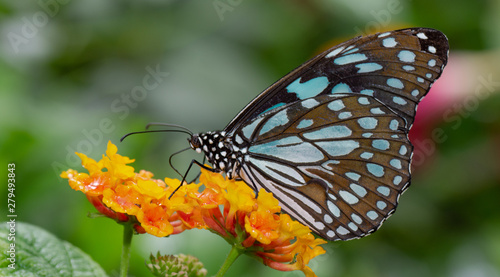 Farfalla, tropicale, lepidottero, 