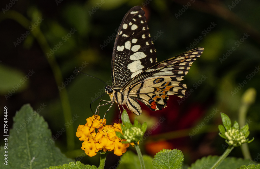 Obraz premium Farfalla, tropicale, lepidottero, 