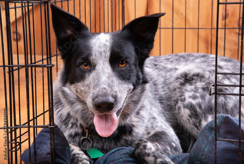 Photography Happy dog resting in her open crate, looking at the viewer
